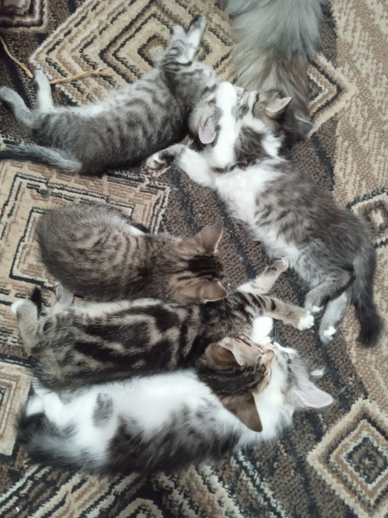 Отдам котят в добрые руки