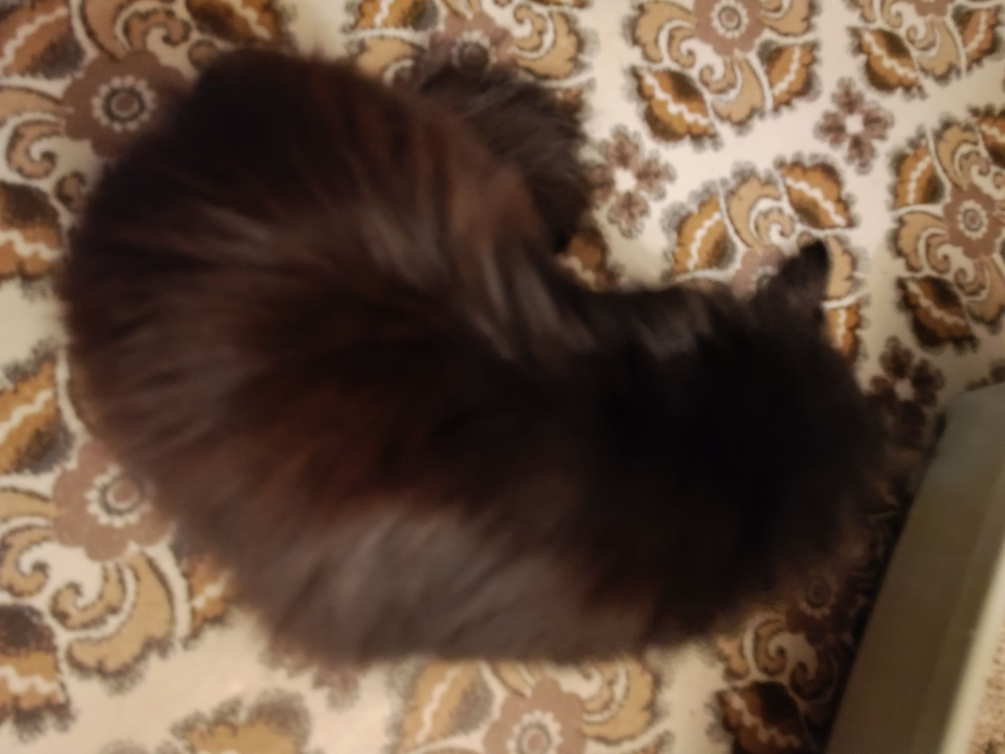 Отдам котика, мальчик