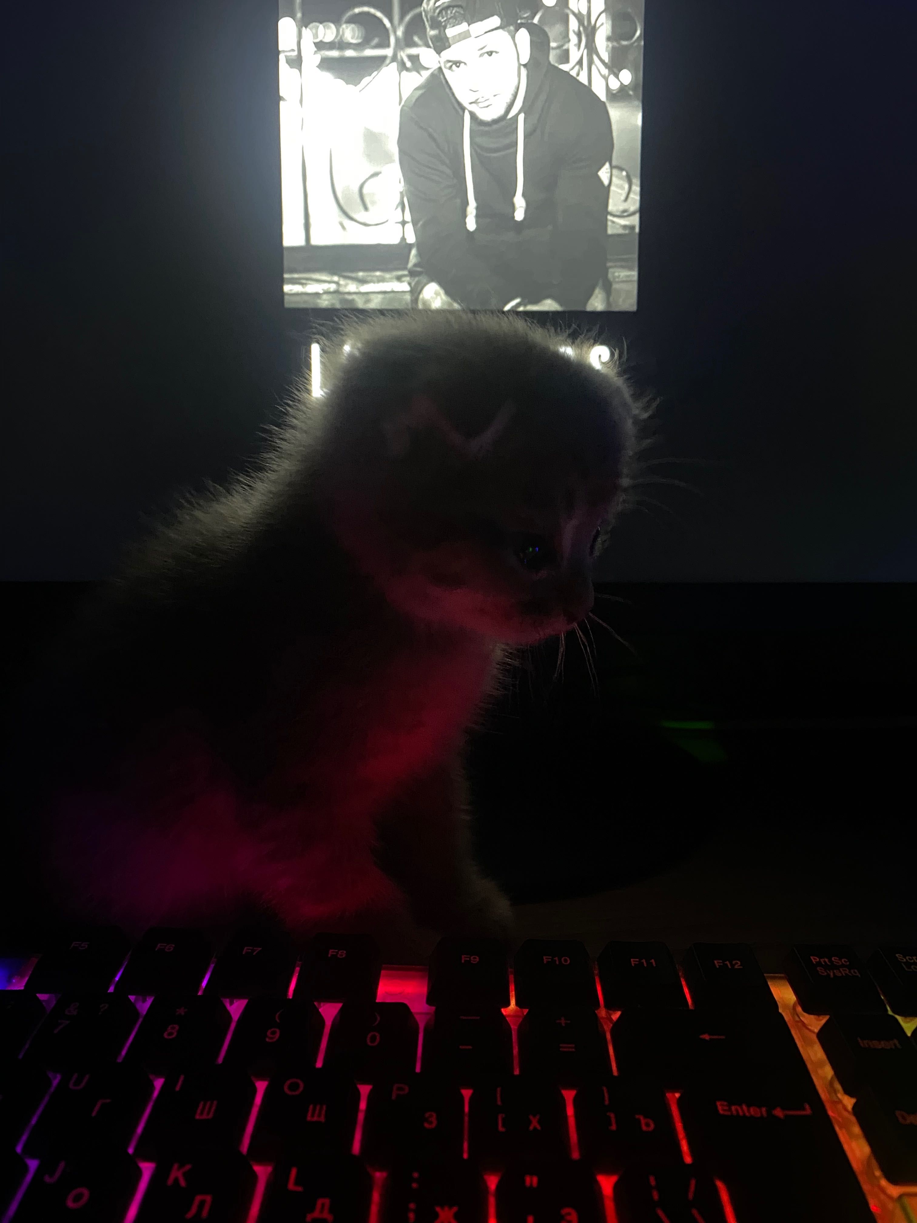 Продам котят животные
