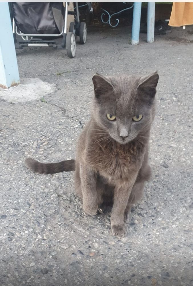 Потерялся кот в районе Хутора