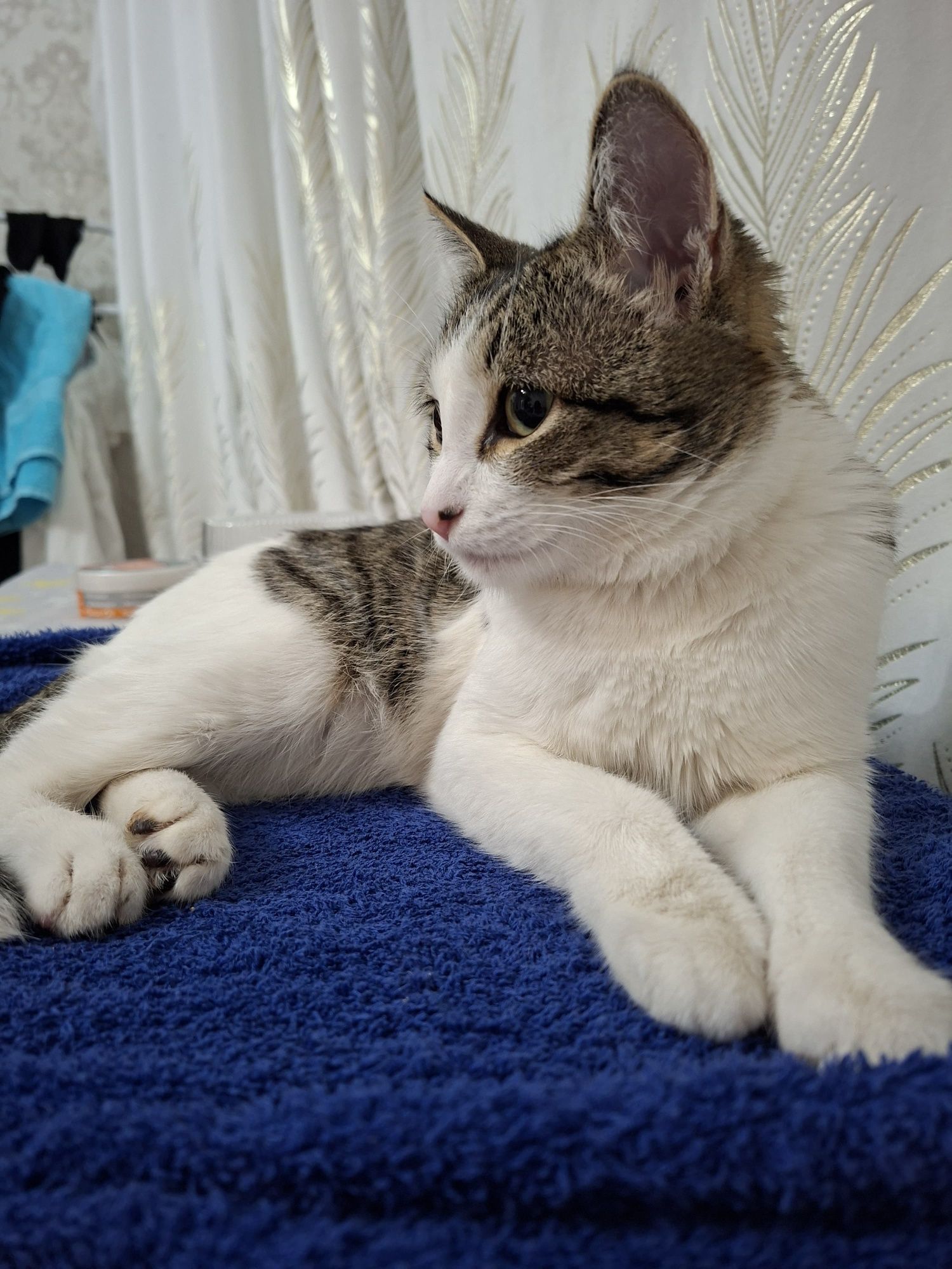 Кошка     бесплатно срочно отдам