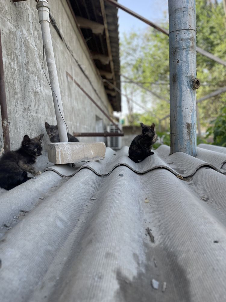 Отдам даром котят