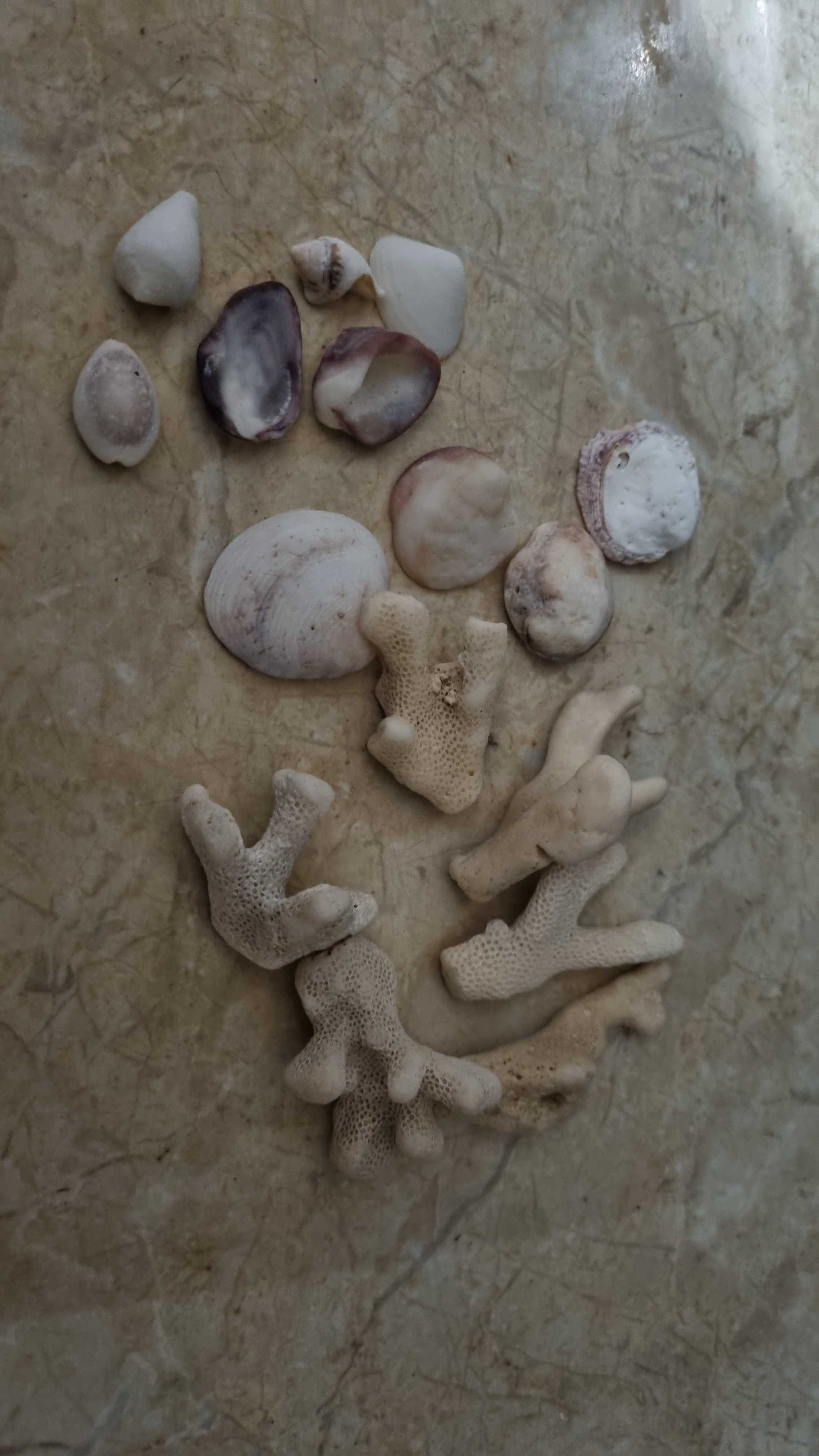 Морские ракушки  и кораллы разные