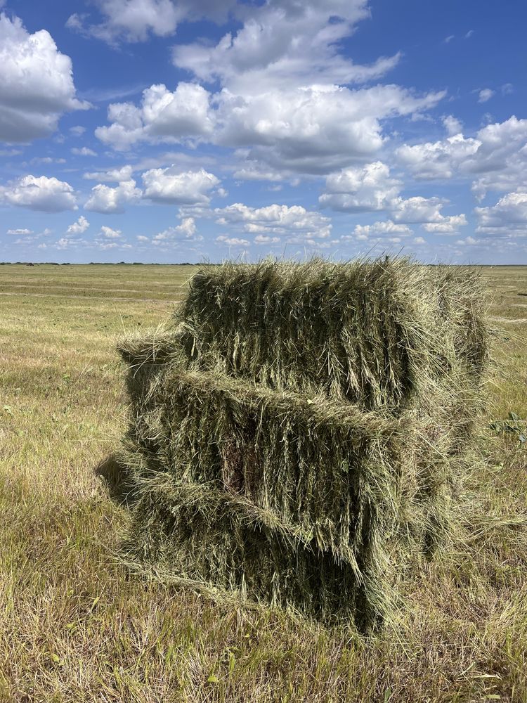 Продам сено, шөп сатамын, тюк, рулон, разнотравье, бидайық.