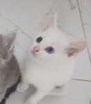 кошка белая мальчиик