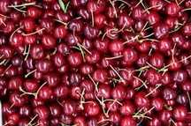 Продам вкусную дачную вишню