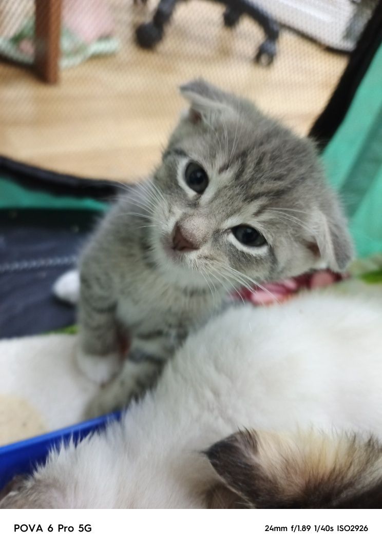 Отдам красивого вислоухого котёнка!