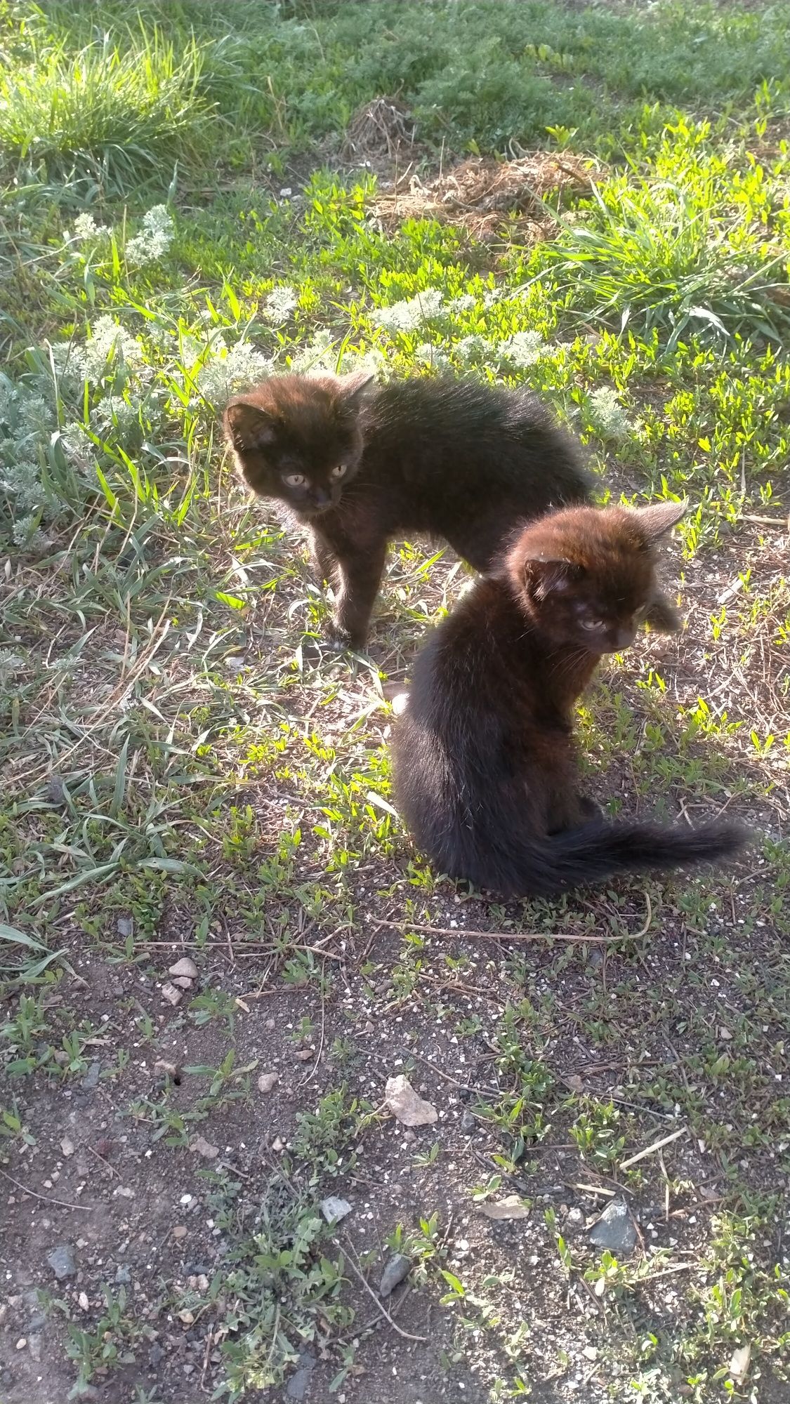 Отдам котят в добрые руки