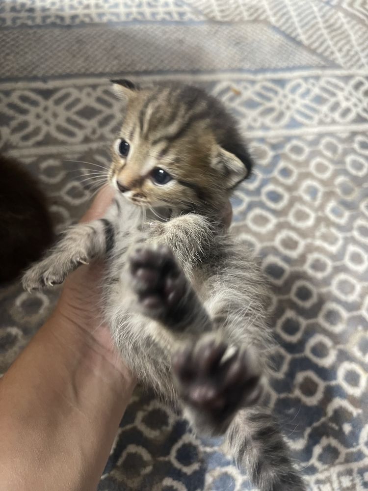 Котята девочки! Даром