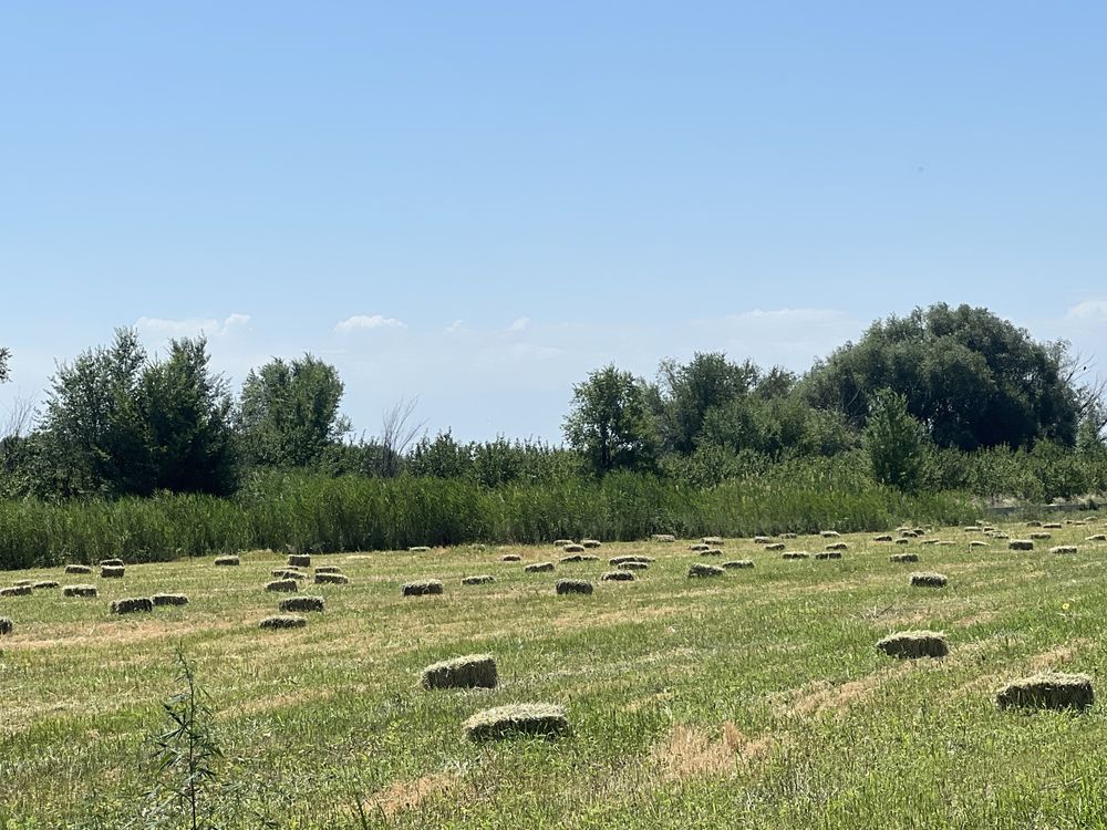 Продается  Сено клевер с арпой (ячмень) 1 кос