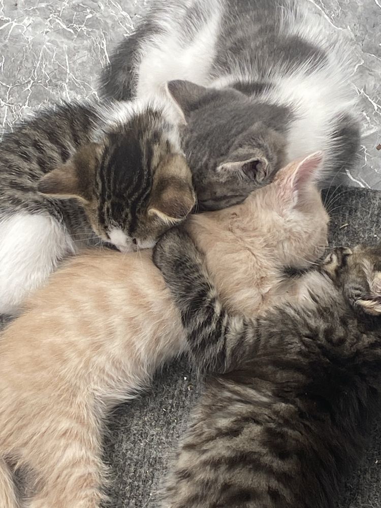Котята в добрые руки