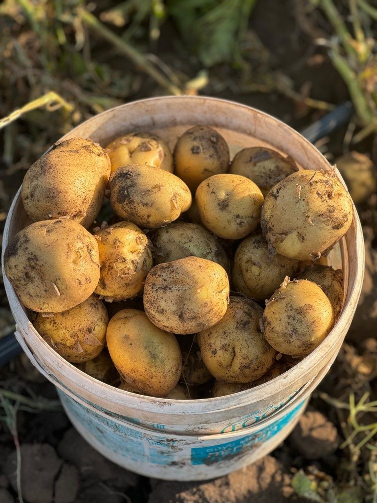 Продам овощи оптом