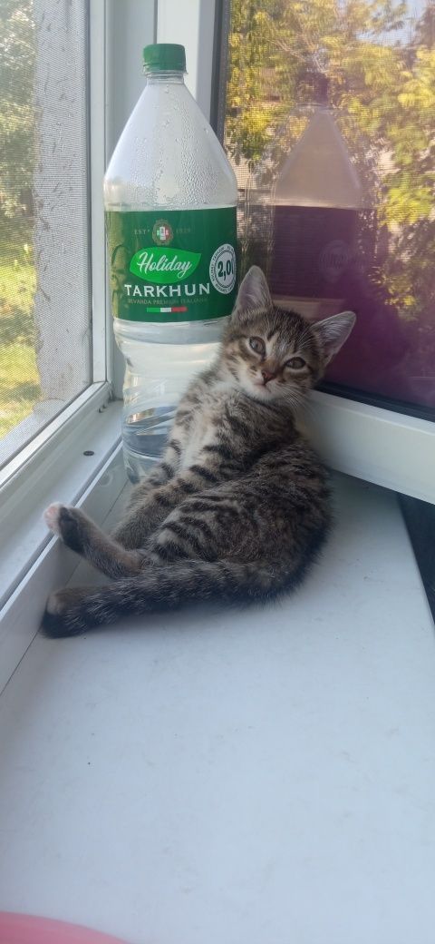 Отдается котенок в добрые руки