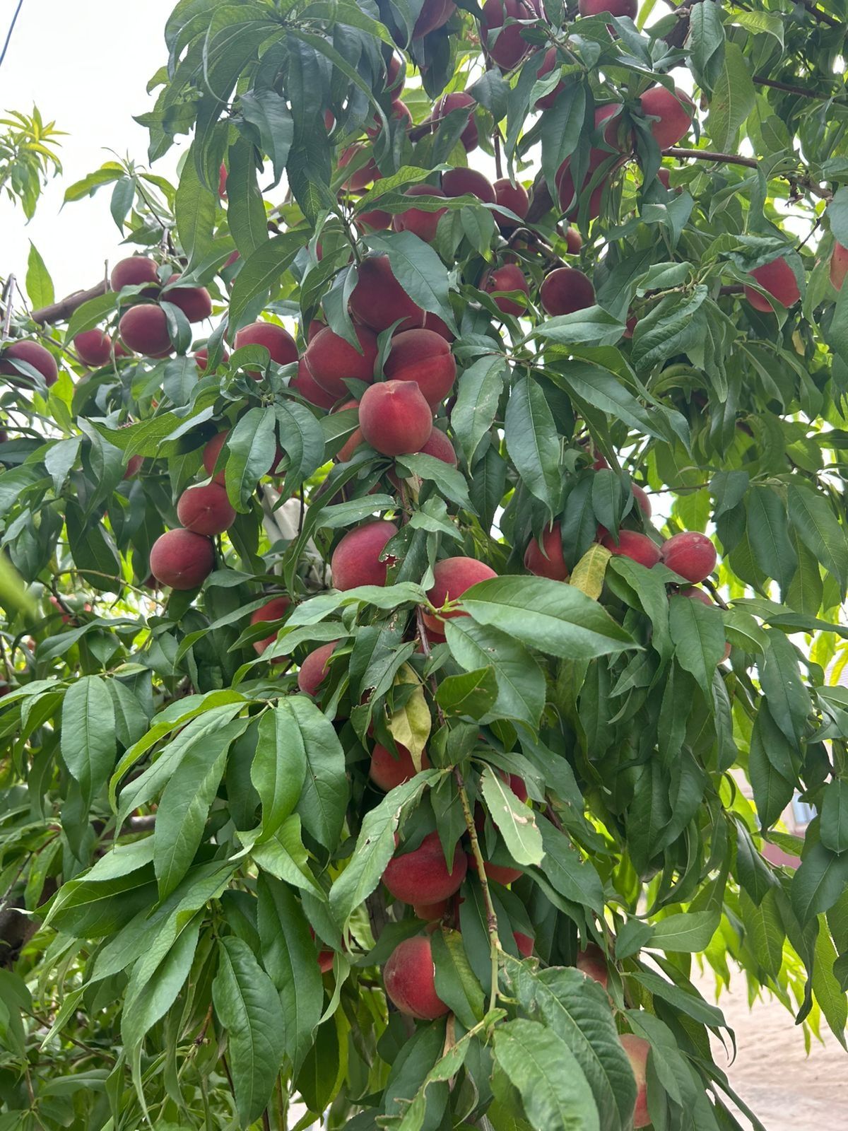 Продам персики мохнатые