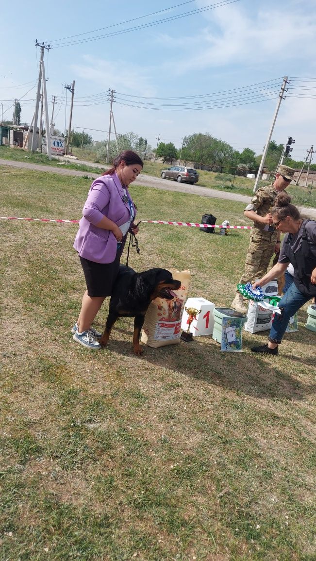 Ротвейлер  в поисках невесты