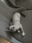 Котенок срочно (девочка)