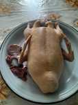 Гуси, утки домашние