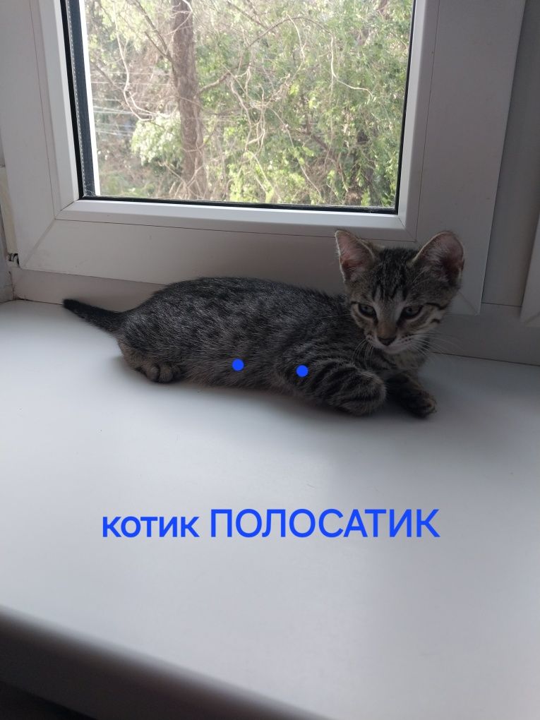 Котята домашние возраст 2месяца