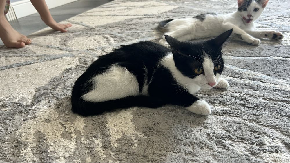 Котята, в добрые руки