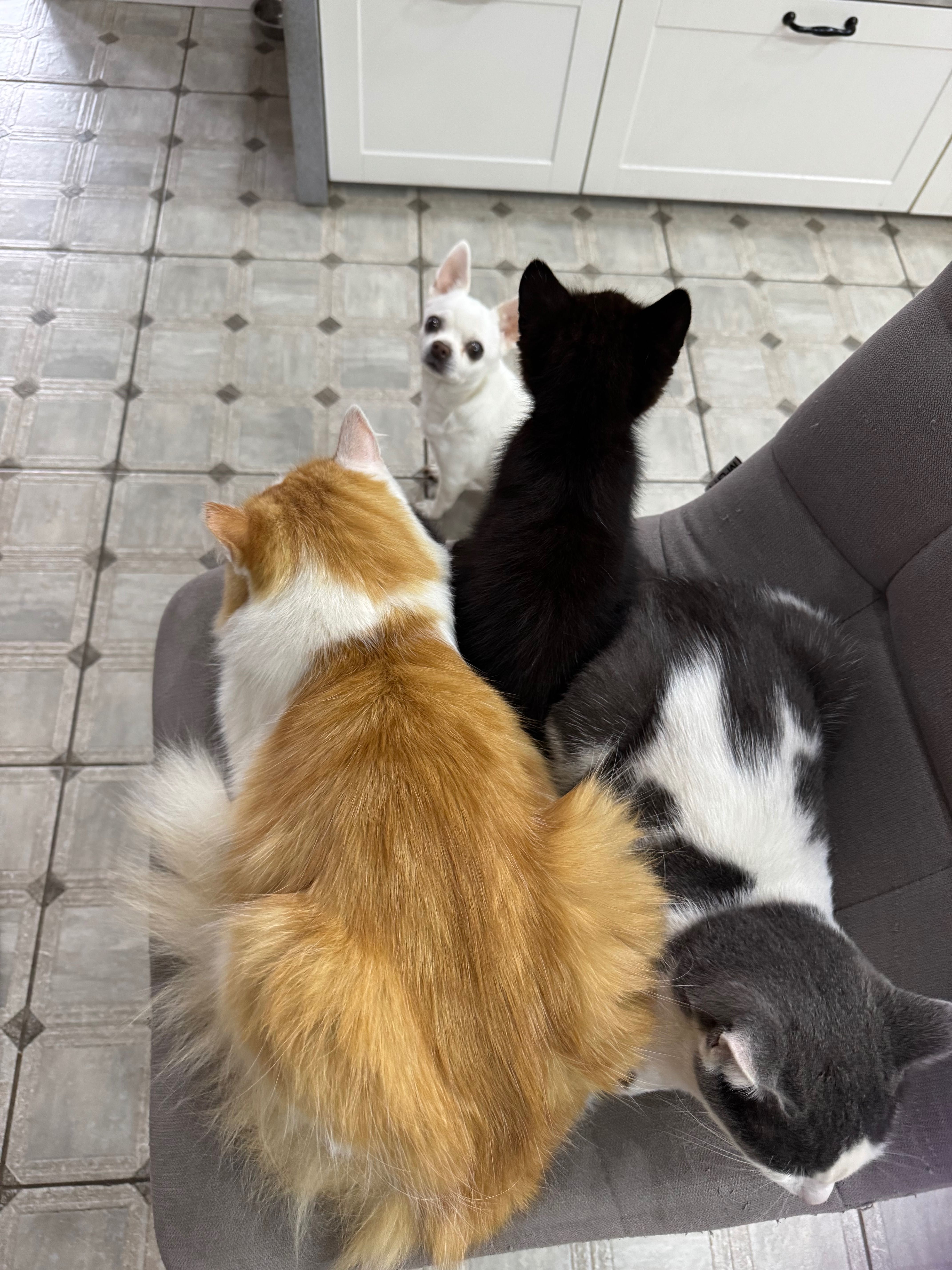 Отдам котёнка в хорошую семью.