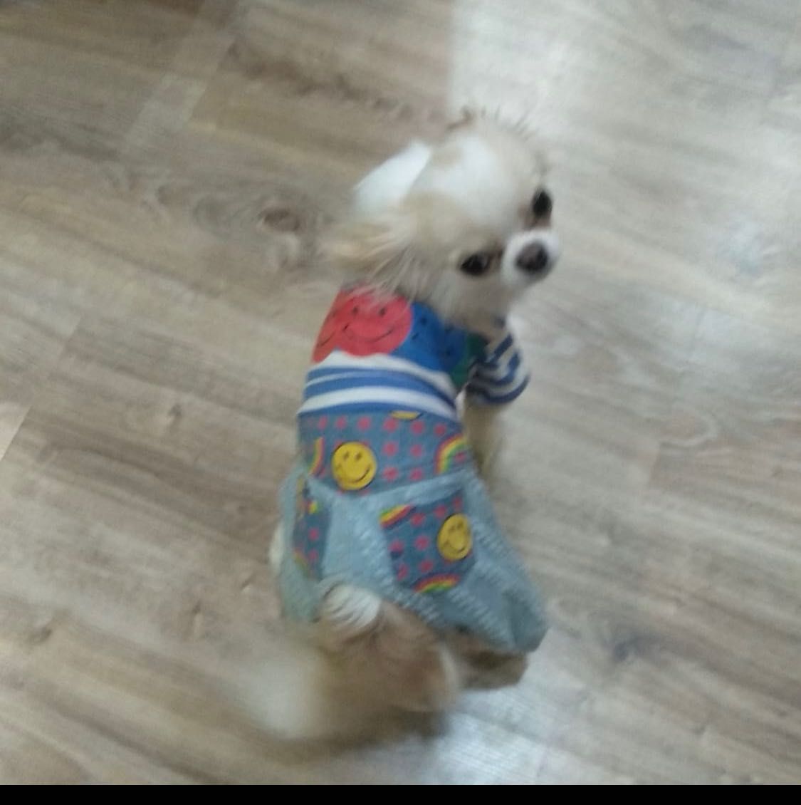 Мальчик чихуахуа ищет невесту