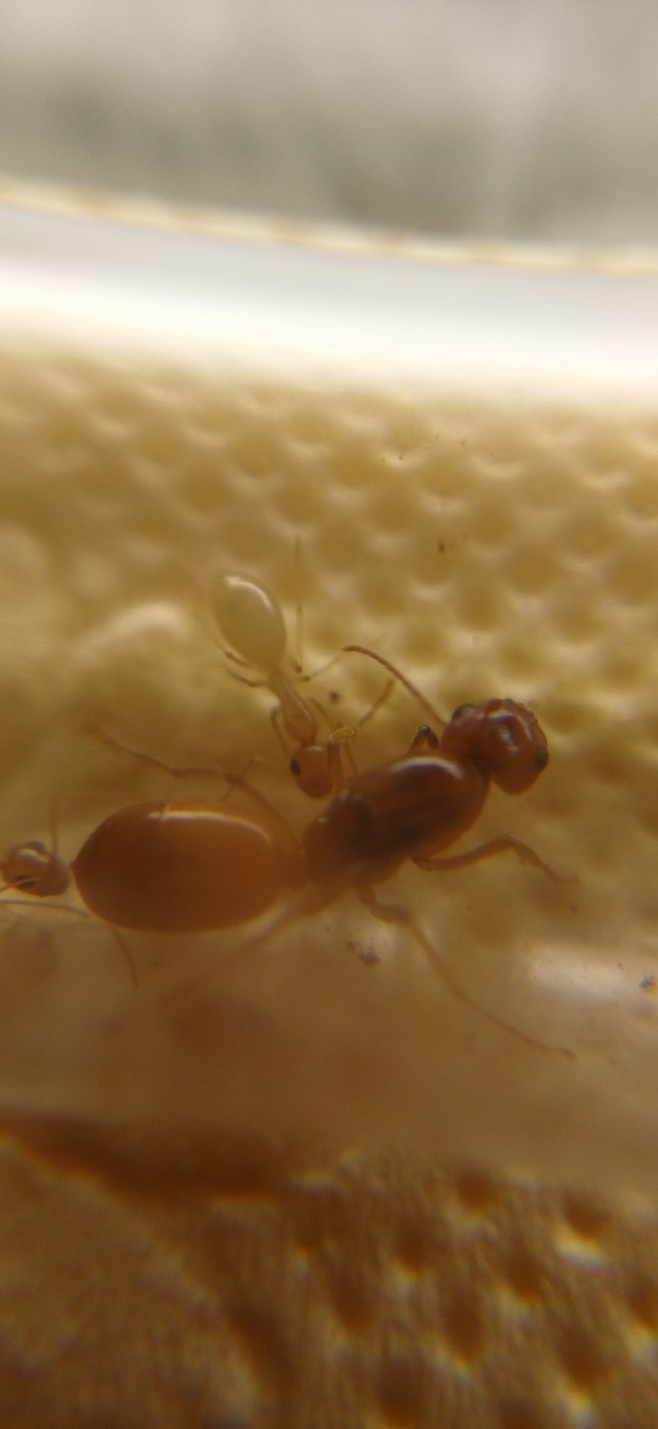Муравьи Желтые Camponotus Fedtschenkoi