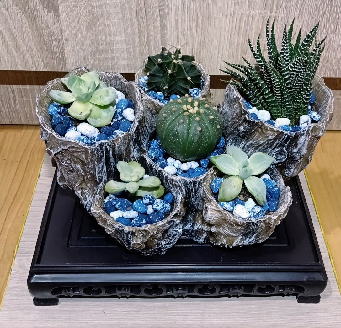 Подарочные живые композиции из кактусов и суккулентов.