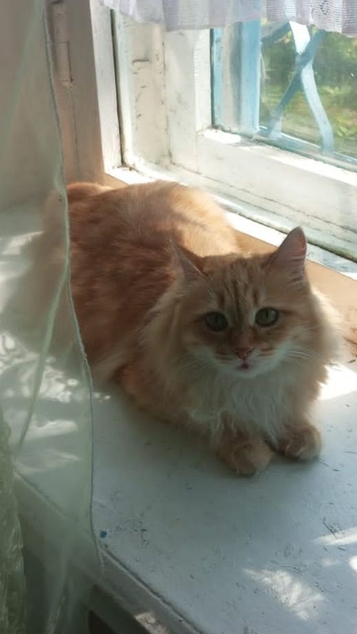 Кошка, рыжая редкость