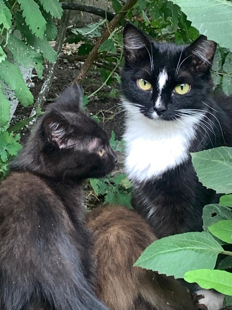 Котята мальчик и девочка отдам