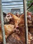 Продам куры несушки ломан браун  доминат