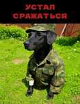 Отдам бесплатно собаку, уставшуюся сражаться за жизнь