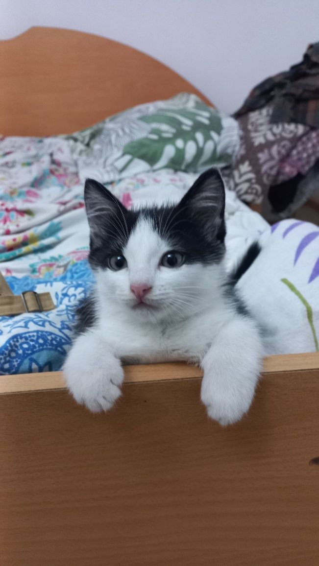 Дарим котёнка в добрые руки