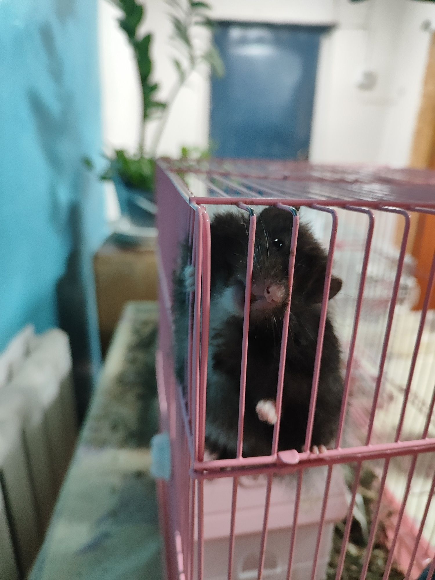 Хомяк с клеткой и кормушкой