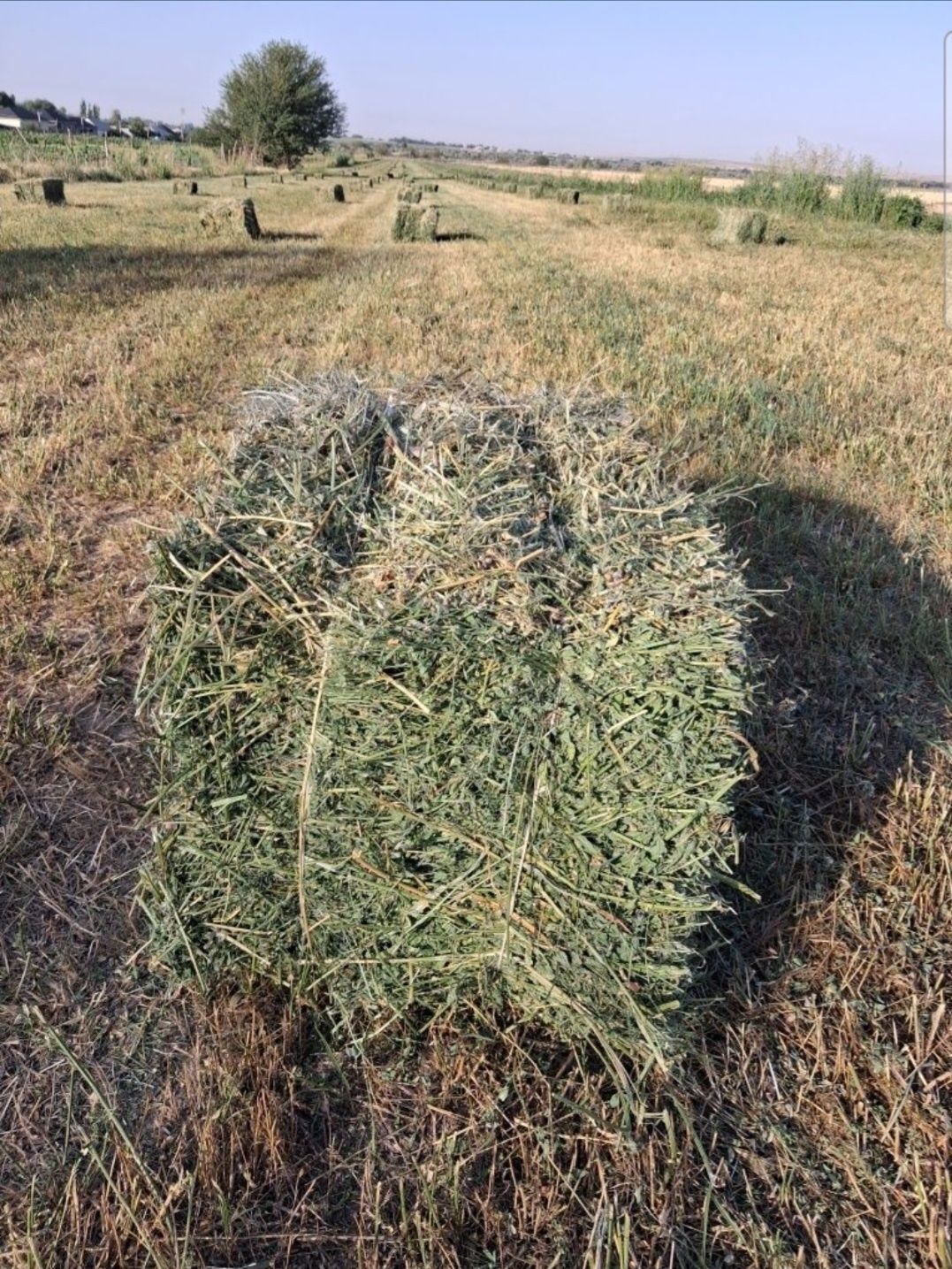 Жонышка пресс жонышка