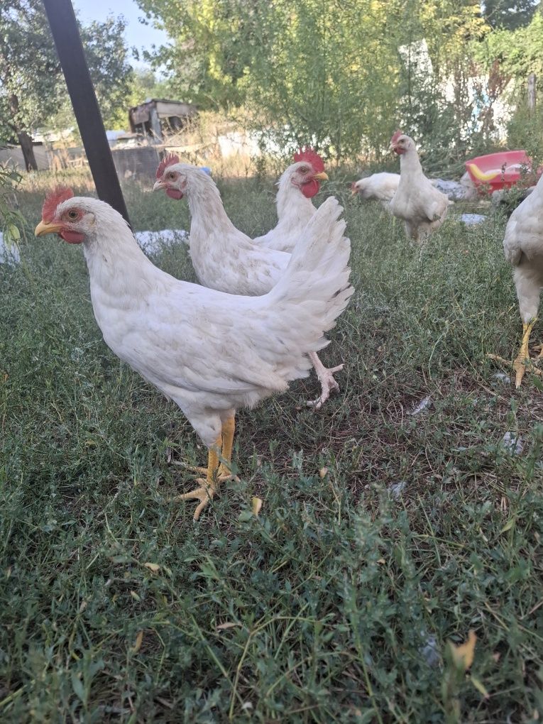 Срочно продам домашных курей Легорн