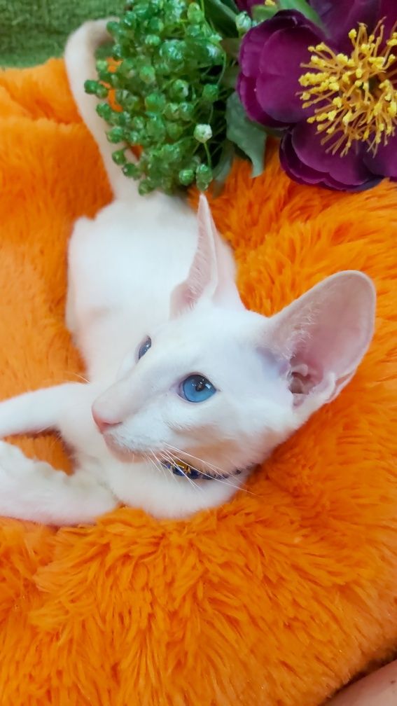 ЭКСКЛЮЗИВНЫЕ окрасы Ориентальных Котят !