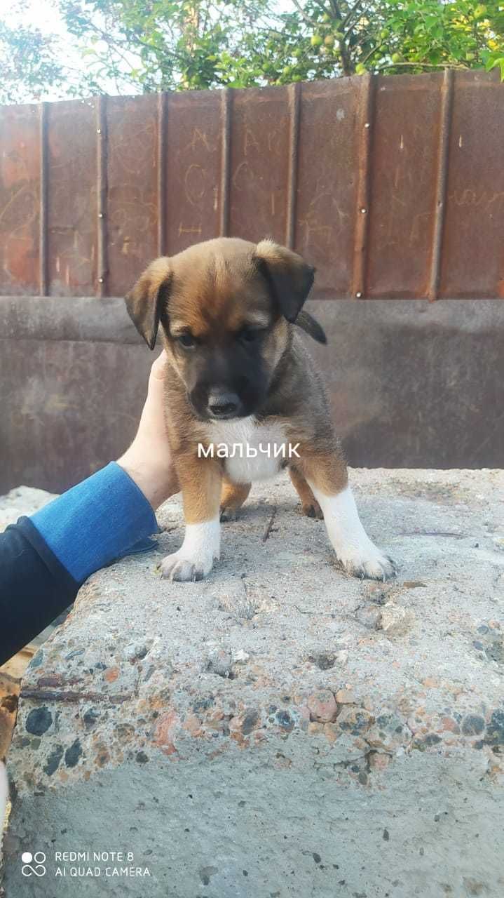 очень милые щенята