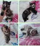 Котята миленькие