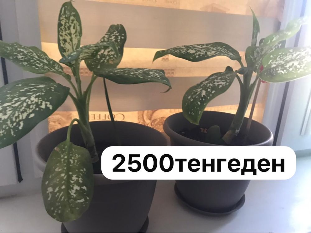Фотолампа срочно сатылады