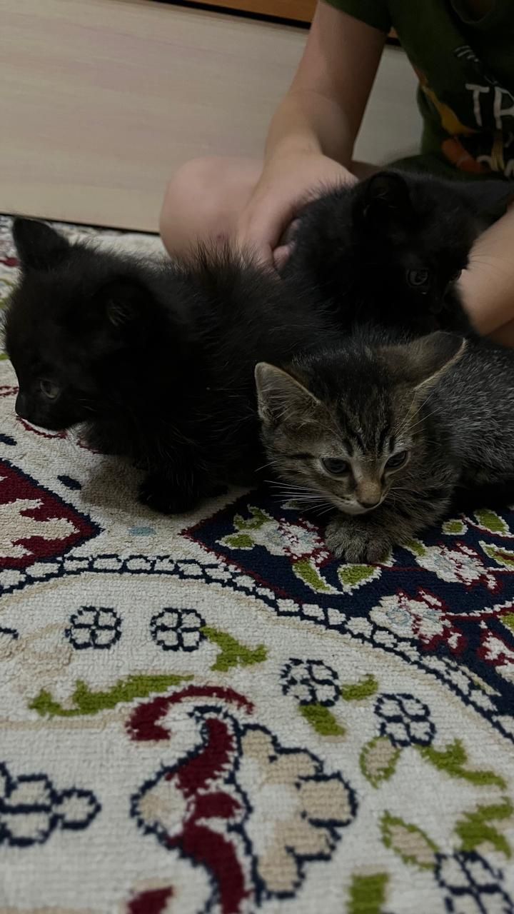 Отдам котят в добрые руки