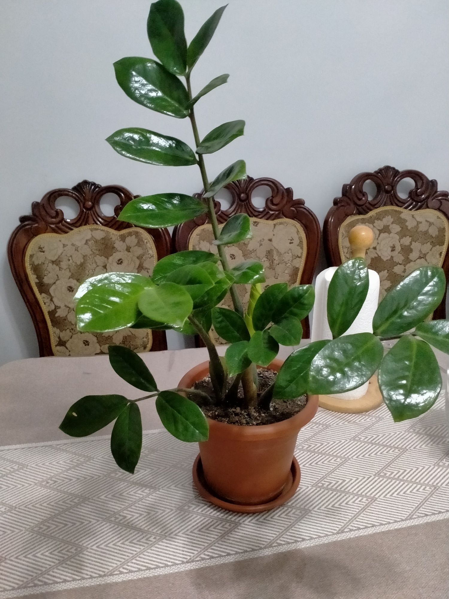 Продам замиокулькас