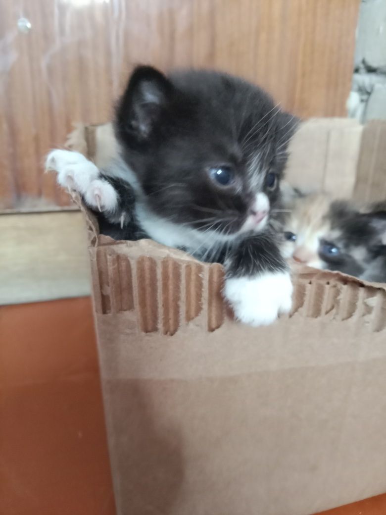 Маленький котята