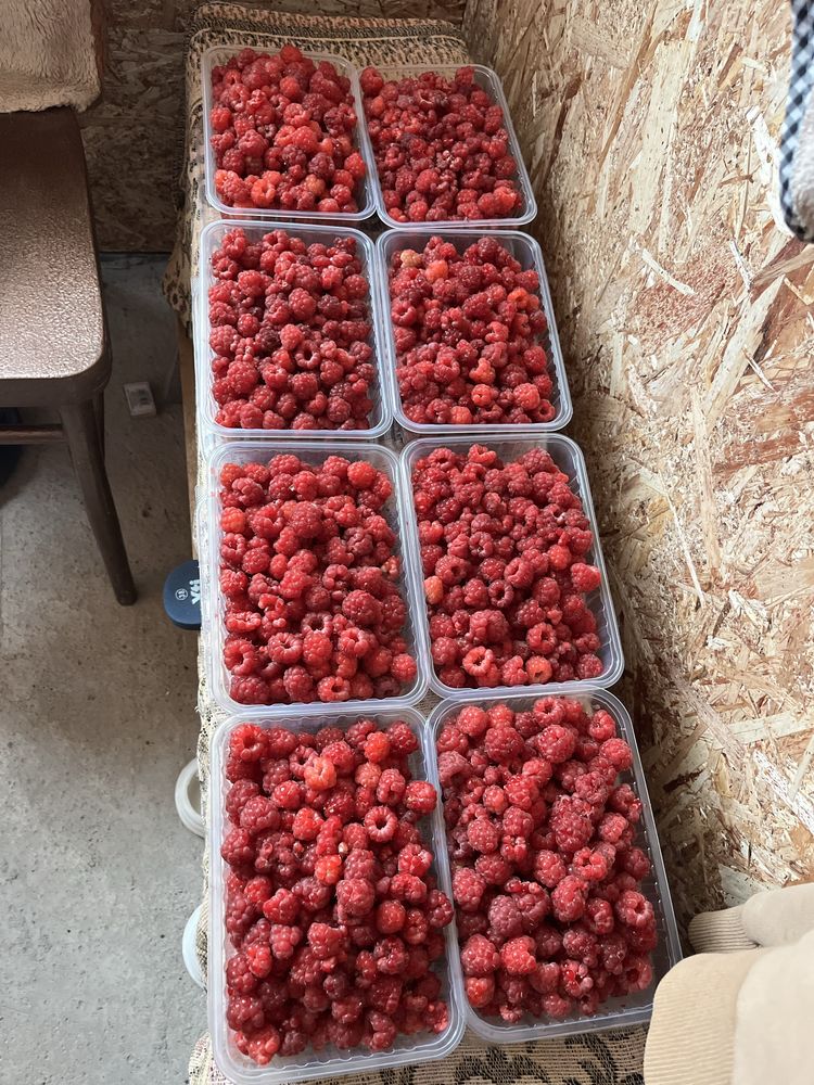 Продам малину домашнюю