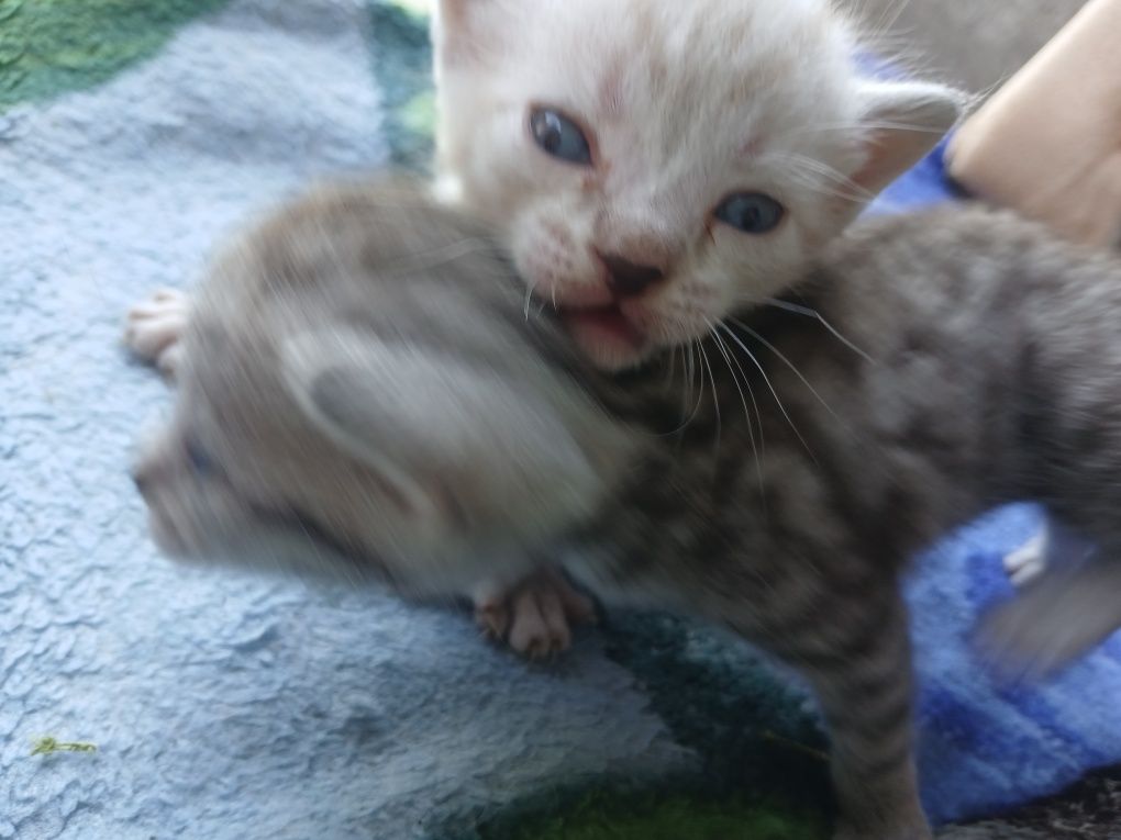 отдам котят 1 месяц , разных окрасов