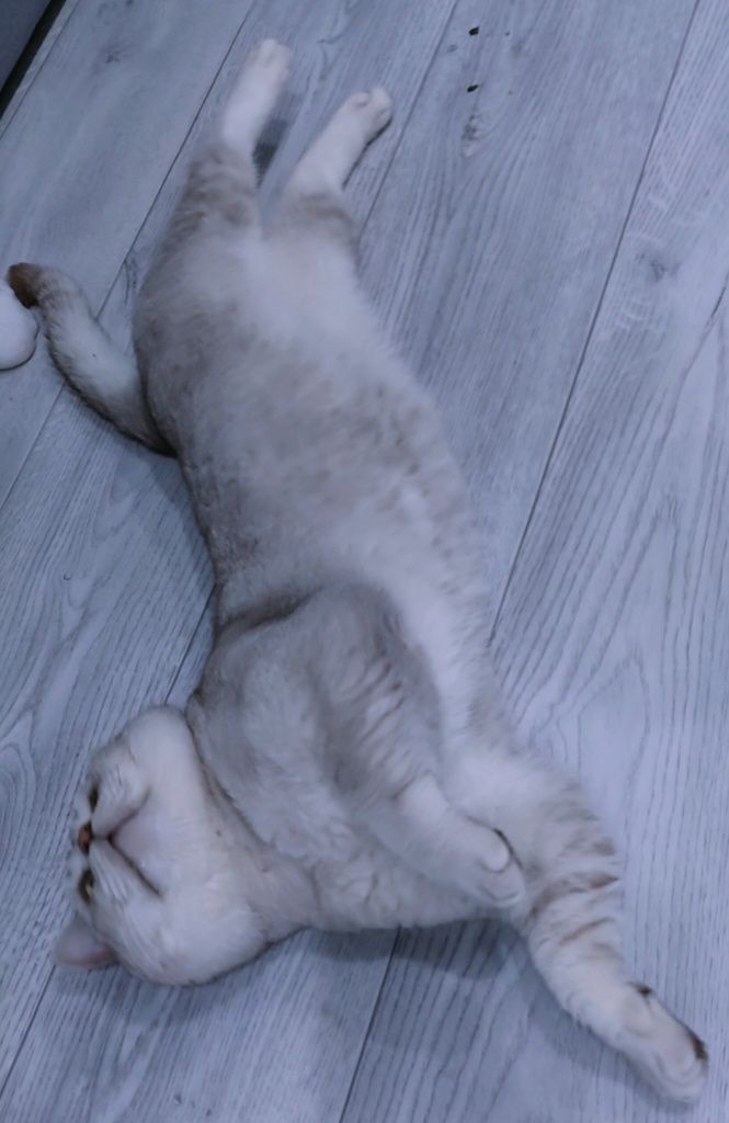 Вязка, Кот Британская Шиншилла