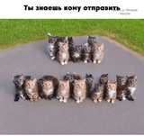 Отдам в добрые руки котиков