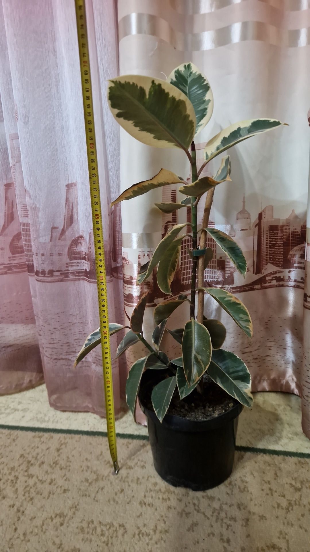 Продам фикус Тинеке