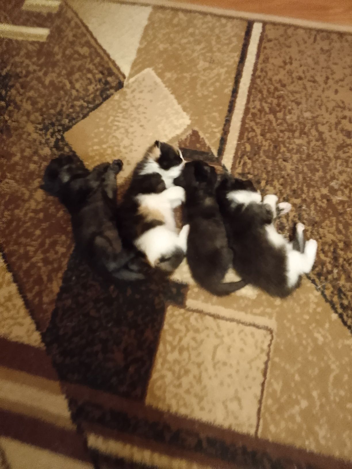 Отдам котят в хорошие руки к лодку приученные  блох нету чистые