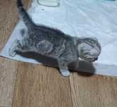 Котята шотландская вислоухая
