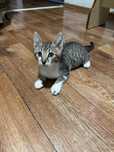 Отдам бесплатно котенка